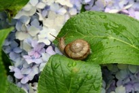 学志舎の夏期講習1